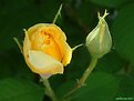 Picture Title - yellow rose
