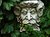 Greenman in Ivy