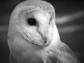 Picture Title - An owl