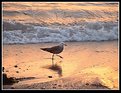 Picture Title - Running Seagull