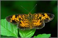 Picture Title - Checkerspot Butterfly