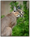 Picture Title - Caracal Africian Lynx