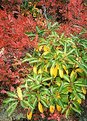 Picture Title - Mountain Laurel on Lake Tiorati