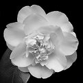 Picture Title - Camellia