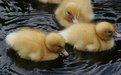 Picture Title - More Duckies