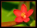 Picture Title - A little red flower