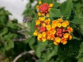 Picture Title - Flyng to flower