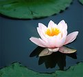 Picture Title - water lilly