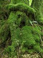 Picture Title - Moss