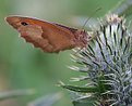 Picture Title - Butterfly on a thistle (2)