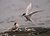 Artic tern feeding 2