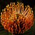 pincushion protea