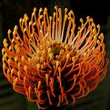 Picture Title - pincushion protea