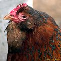 Picture Title - The Old Hen