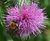 Bumble bee at work on a thistle