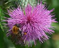 Picture Title - Bumble bee at work on a thistle