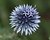 Globe Thistle