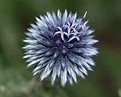 Picture Title - Globe Thistle