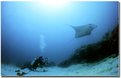 Picture Title - Dave Cropp with Manta Ray