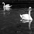 Picture Title - ...Italian Swans...