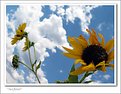 Picture Title - sunflower