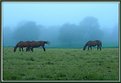 Picture Title - Horses