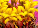 Picture Title - Warm Yellow Flower Fuzzies