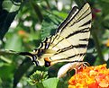 Picture Title - Butterfly_1