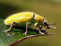 Picture Title - GOLD WEEVIL