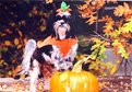 Picture Title - Millie, the Pumpkin