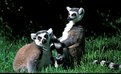 Picture Title - Lemurs