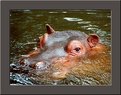 Picture Title - Another hippo portret