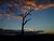 The last Tree