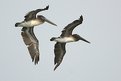 Picture Title - Pelicans in Flight