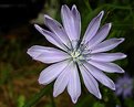 Picture Title - Chicory and Friends