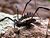 DADDY LONGLEGS
