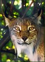 Picture Title - European lynx