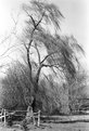 Picture Title - Willow Tree