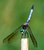 Swift Long-Winged Skimmer