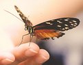 Picture Title - Butterfly on Finger