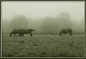 Picture Title - Horses in Sepia