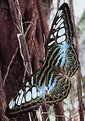 Picture Title - Papillon