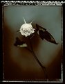 Picture Title - dead rose...