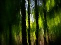 Picture Title - Forest Light
