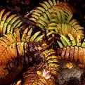 Picture Title - Autumn Ferns