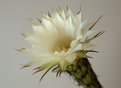 Picture Title - Cactus Flower at Dusk
