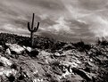 Picture Title - Mt. Lemmon Ascent