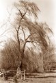 Picture Title - Willow Tree Sepia