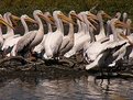 Picture Title - A Sunday Congregation of Birds...