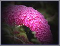 Picture Title - Buddleia